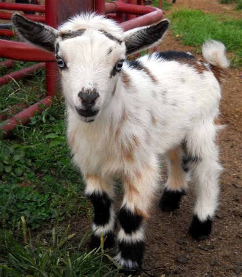 Nigerian Dwarf Goats | Jupiter - Nigerian Dwarf Goat Buck Mini Goats ...