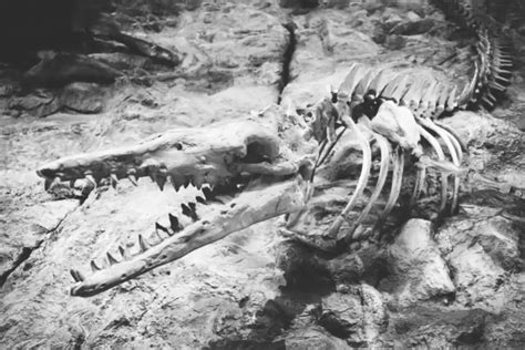 Temuan Tulang Rusuk Dinosaurus Sepanjang 3 Meter di Portugal yang Sempat Viral - Jurnal Flores