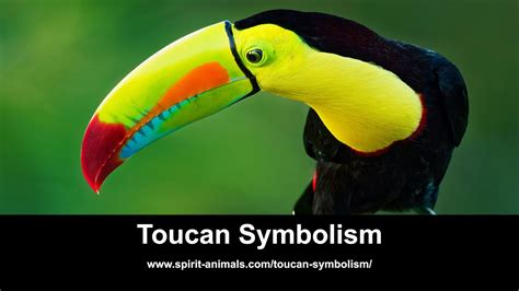 Toucan Symbolism - YouTube