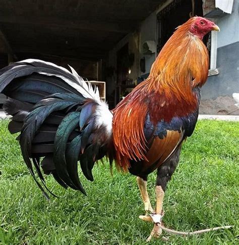 Razas De Gallos De Corral : Francisco Carceles Ros: El gallo de mi corral (3277)