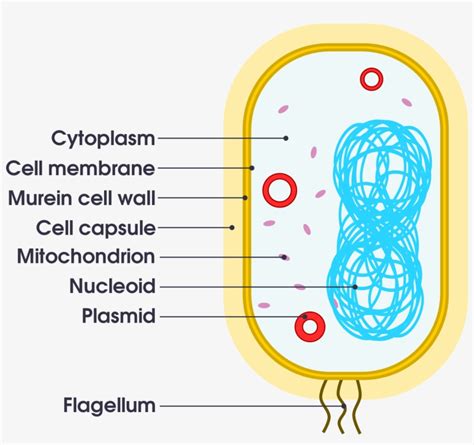 Open - Simple Bacteria Cell Diagram - 2000x1772 PNG Download - PNGkit