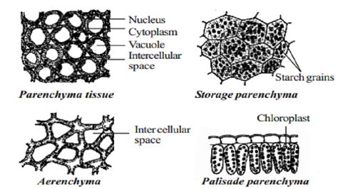 Permanent Simple tissue Types : parenchyma, collenchyma and sclerenchyma