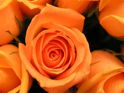 All Colors of Rose is here.......: Orange rose