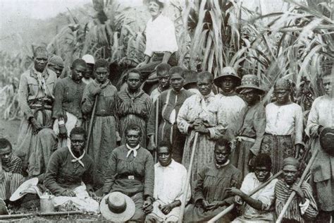 Archival photograph of South Sea Islanders at work in the cane-fields of North Queensland ...