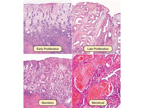 Uterus Histology Diagram