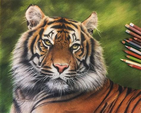 Tiger Colored Pencil Drawing