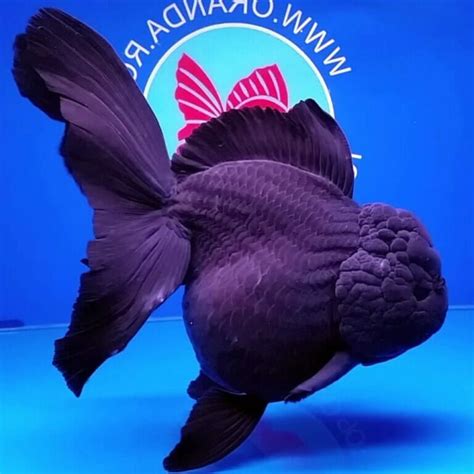 Aquarium Central -Goldfish - Oranda Black Large (Carassius Auratus) 12cm - Aquarium Central