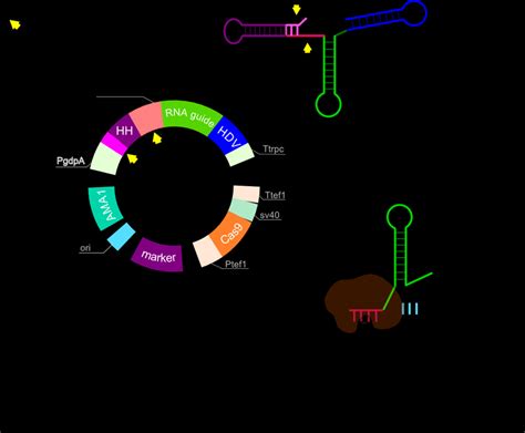 Figure C1-14 : CRISPR-Cas9 plasmid developed for transformation in ...