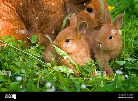 New Zealand red rabbit (Oryctolagus cuniculus f. domestica), two young New Zealand red rabbits ...