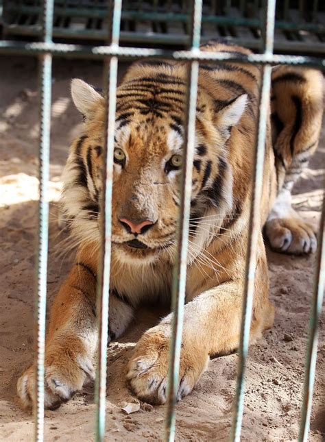 This Zoo In Gaza Displays Dead And Starving Animals | HuffPost The WorldPost