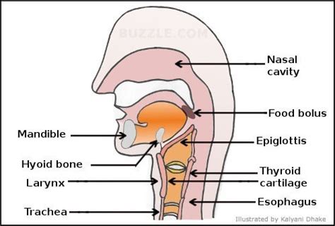 Describe the Function of the Epiglottis