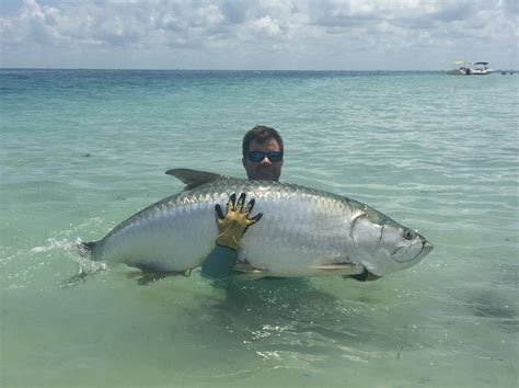 Tarpon Fishing Charters with Captain Matt Ercoli for giants over 200lb