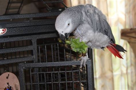 African Grey Parrots Diet & Feeding - African Grey Parrot | African ...