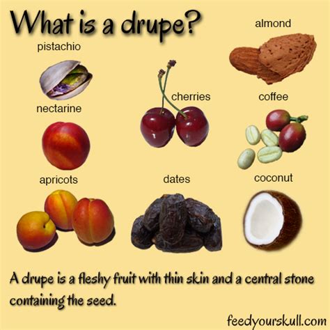 What is a Drupe?