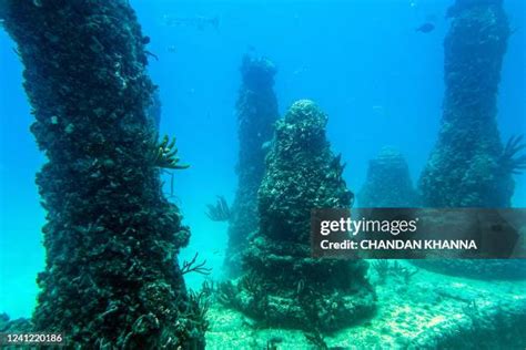 23 Neptune Memorial Reef Stock Photos, High-Res Pictures, and Images - Getty Images