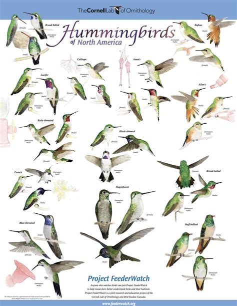 FREE Backyard Birds and Hummingbirds Poster - Science | Identifying birds, Backyard birds, Birds