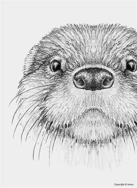 Pin by Carola A on Otter is my spirit animal | Animal drawings, Otter ...