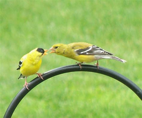 A male American Goldfinch feeding a female American Goldfinch (6-23-12 ...