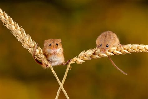 "Harvest Mice" Images – Browse 461 Stock Photos, Vectors, and Video | Adobe Stock