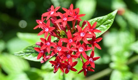 Pink Star Shaped Wildflower | Best Flower Site