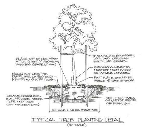 Dig a Hole, Plant a Tree