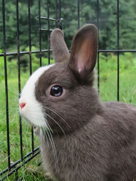 Netherland Dwarf: Breed Info, Pictures, Behavior, Facts, and More - Rabbit Care Blog