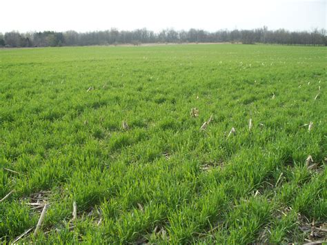 Winter cereal crops across the EU should remain free of frost damage ...