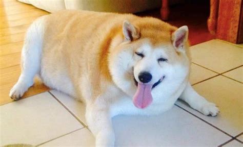 104 lb Shiba Undergoes Amazing Transformation Thanks To Creative Mom ...