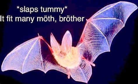 Bat memes : batty