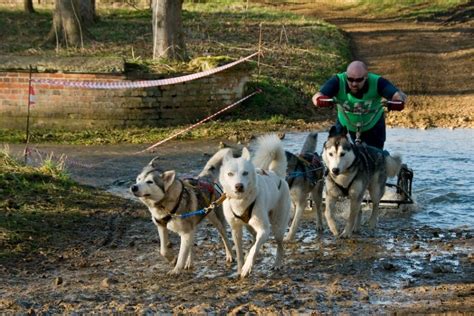 Husky Racing during February Sled Dogs, Dog Sledding, Siberian Husky ...