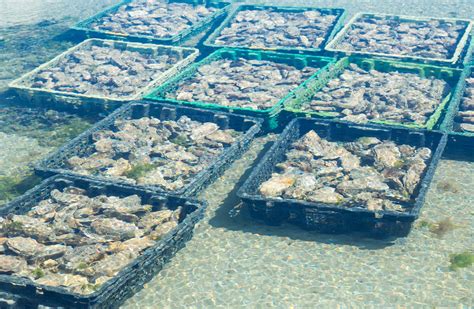 Prospective Farmers | Alabama Oyster Aquaculture