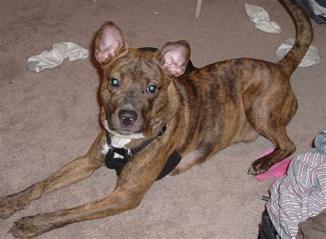 Basenji mix - Charlie - Mid-America Bully Breed Rescue