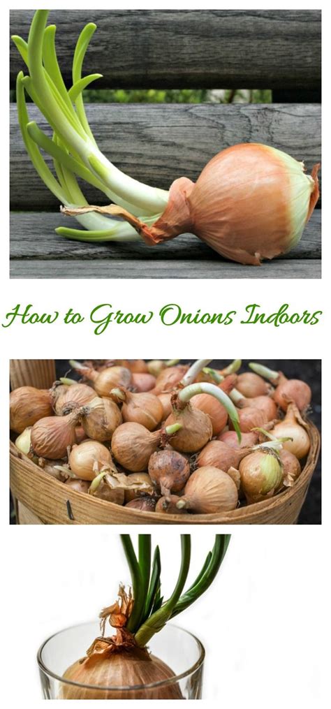 Tips for Growing Onions Indoors | Indoor vegetable gardening, Growing onions, Growing food indoors