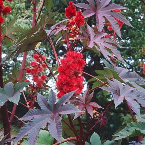 Amazon.com: Outsidepride Impala Ricinus Communis Castor Bean Plant Seed - 100 Seeds: Garden ...