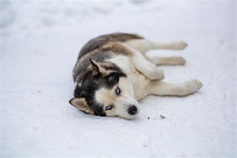 Snow Husky Stock Photos, Images and Backgrounds for Free Download