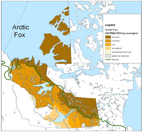 Arctic Fox - Threatened Species