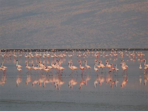 Tanzania: Flamingos at Lake Natron – Travel2Unlimited