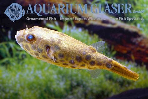 Tetraodon schoutedeni - Aquarium Glaser GmbH