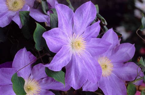 Perfect for the patio, Clematis 'Diana's Delight' is a compact, deciduous climber which produces ...