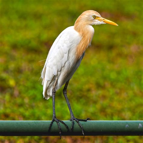 ># Eastern Cattle Egret Eastern Cattle Egret in Breeding P… | Flickr