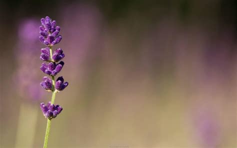 Lavender Desktop Wallpapers - Top Free Lavender Desktop Backgrounds ...