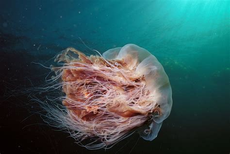 Absurd Creature of the Week: The 120-Foot-Long Jellyfish That's Loving Global Warming | WIRED