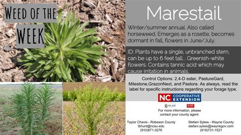 Weed of the Week: Marestail | N.C. Cooperative Extension