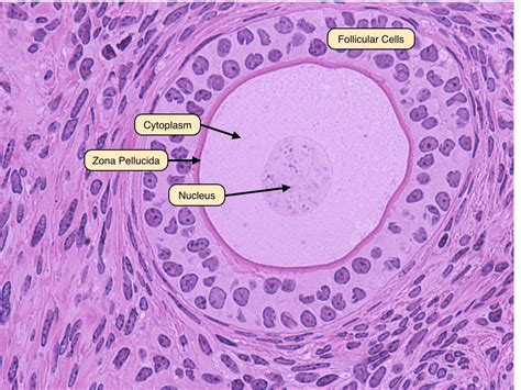 late primary follicle | Medical science, Biology, Histology slides