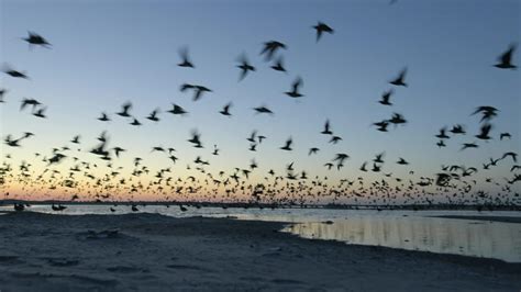 A migration odyssey: Tagging whimbrel shorebirds - CBS News