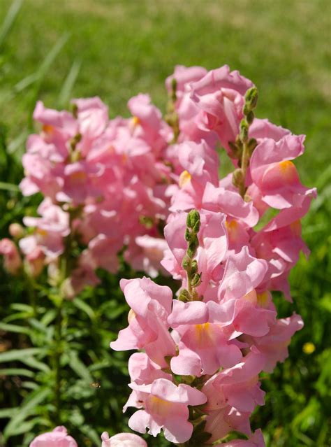 Pink Snapdragons | The pink snapdragons did great this sprin… | Flickr