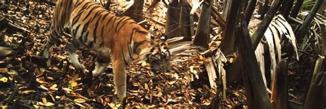 Sumatran tiger conservation | ZSL