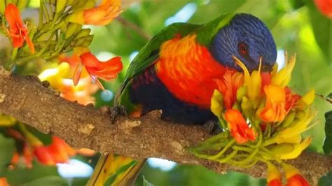 Rainbow Lorikeet Care Sheet | Birds Coo