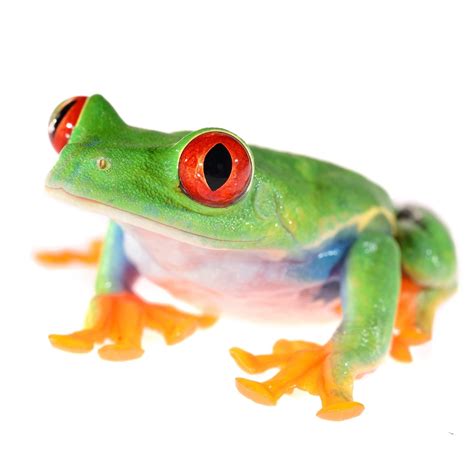 Red Eyed Tree Frog For Sale | Petco