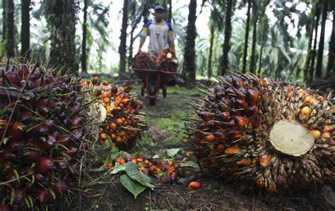 SEMINAR PENINGKATAN PRODUKSI TBS DAN PRODUKTIVITAS KERJA PADA KEBUN SAWIT DI AREAL BERBUKIT ...